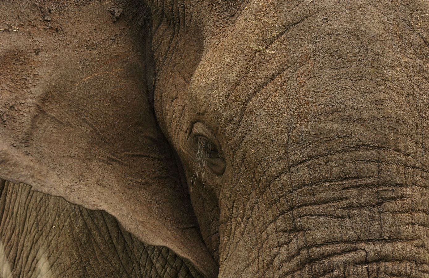 Loxodonta africana [550 mm, 1/500 sec at f / 11, ISO 1600]